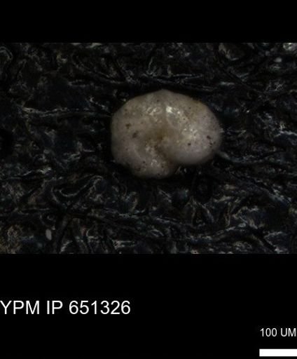 undet. Foraminiferida