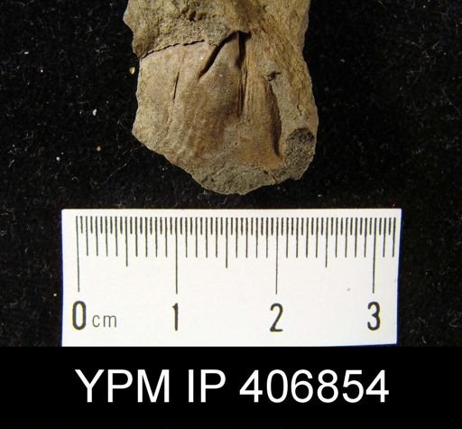 Platyrachella sp.