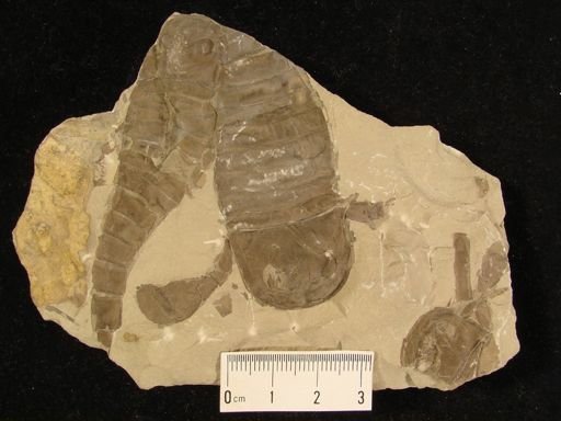 Baltoeurypterus tetragonophthalmus