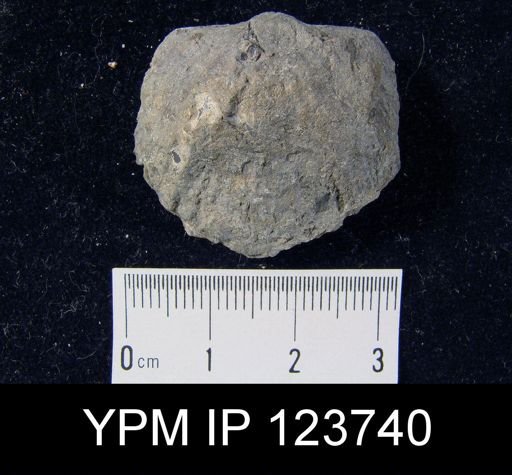 Stropheodonta? patersoni bonamica