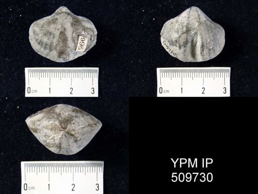 Cyrtospiriferoidea