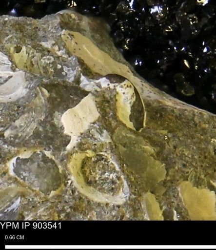 Corbulamella sp.