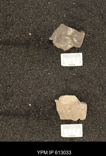 Clioscaphites vermiformis