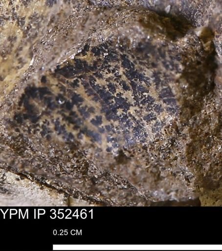 undet. Bivalvia