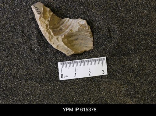 Inoceramus sp.