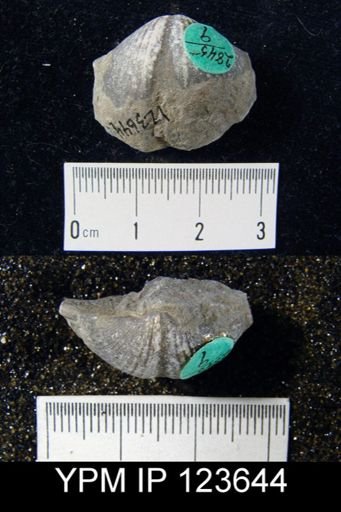 Spirifer concinnus