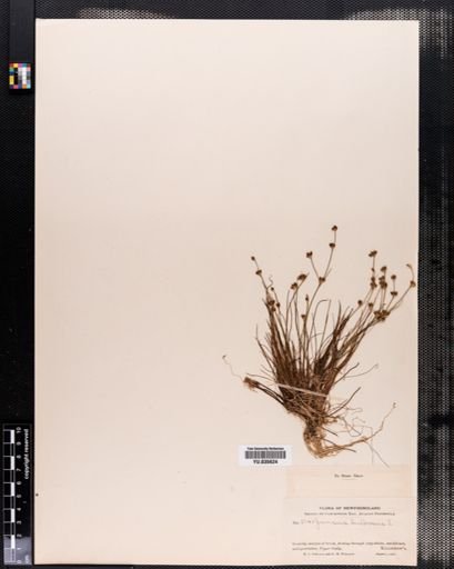 Juncus