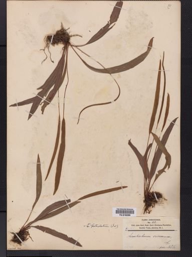 Elaphoglossum