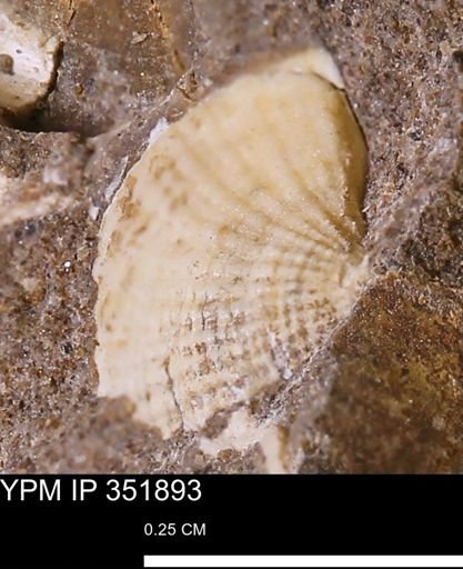 Parallelodon?