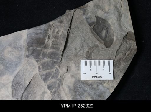 undet. Eurypterida