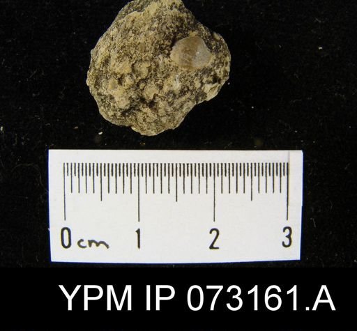 Atrypella decaturensis
