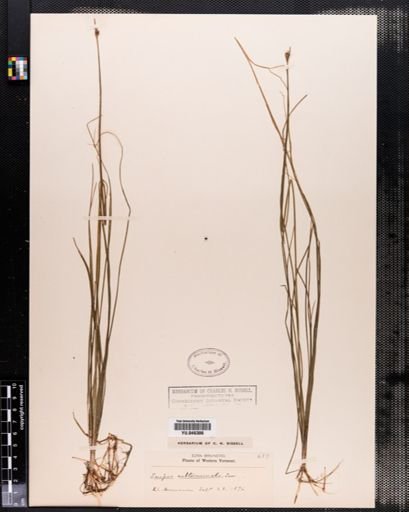 Scirpus subterminalis