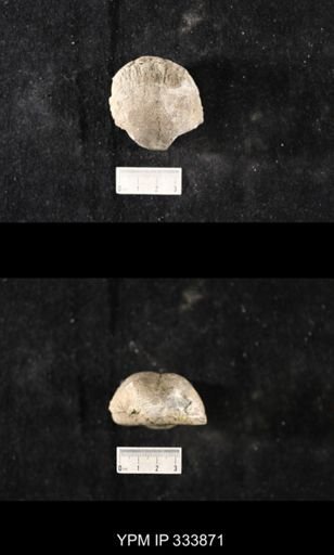 Echinoconchus leuchtenbergensis