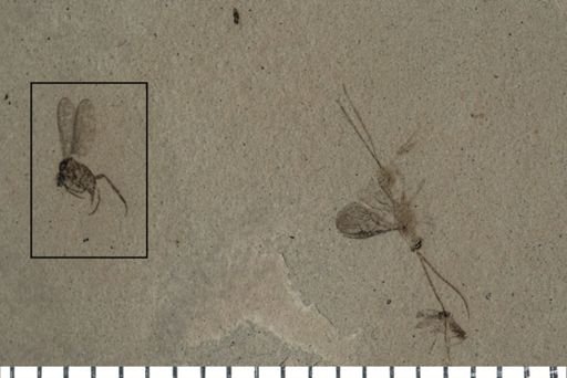Diptera