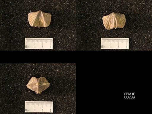 Platystrophia lynx