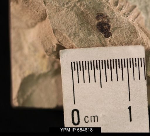 undet. Muscidae