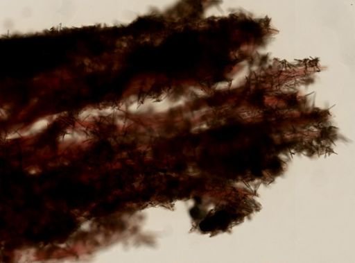 Haliclonidae