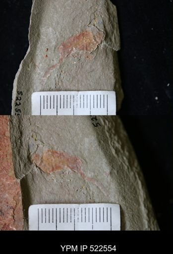 Cothurnocystis?