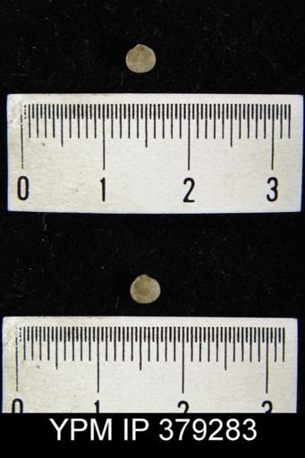 Rhipidomella hybrida