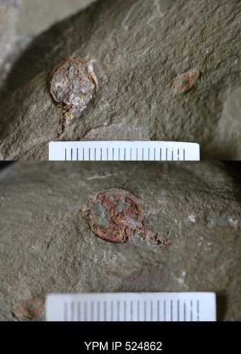 Phyllocystis?