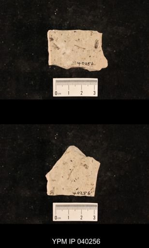 Chelopterum peregrinum