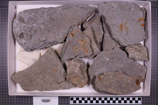 mixed taxa, stratigraphic collection