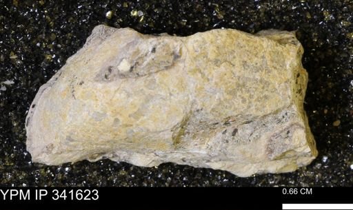 undet. Mollusca