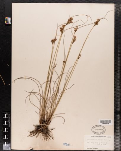 Juncus