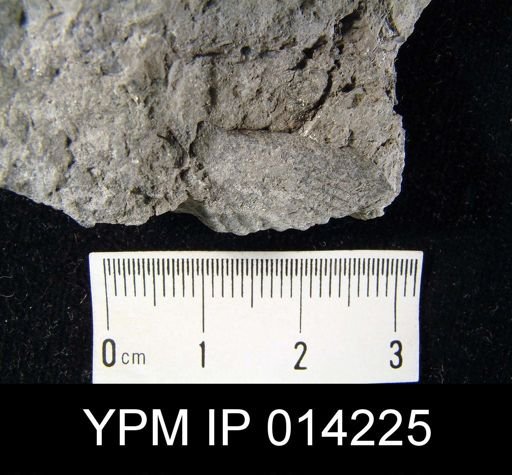 Mucrospirifer sp.