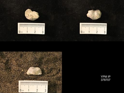 Marginifera wabashensis