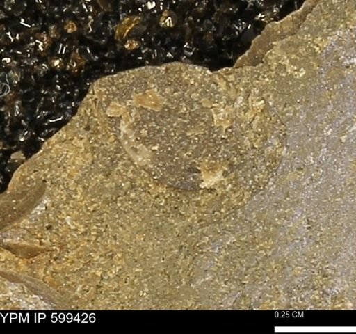 Protocardia subquadrata