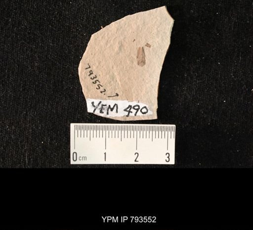 Hemiptera?