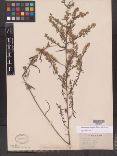 Symphyotrichum racemosum