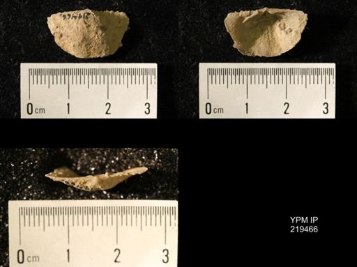 Chonetes granulifer