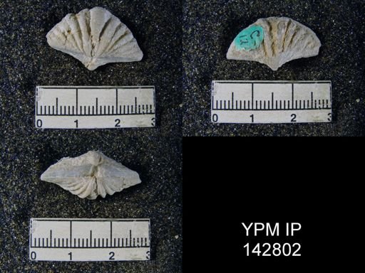 Spiriferina cristata