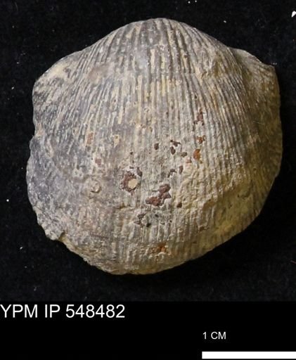 Stropheodonta subcymbiformis
