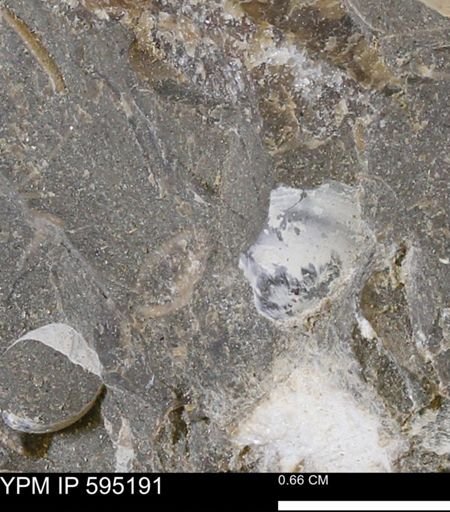 Protocardia sp.
