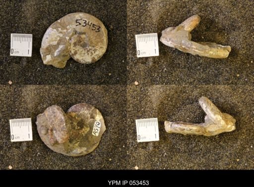 Discoscaphites conradi