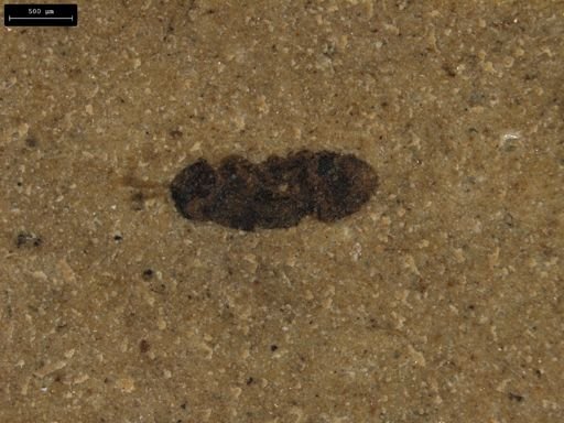 undet. Hymenoptera