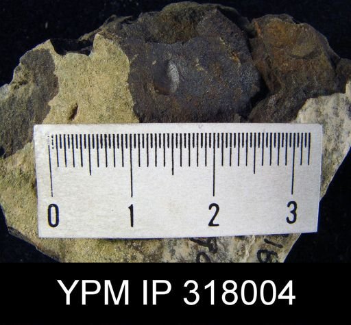 undet. Linguloidea