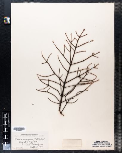 Picea mariana