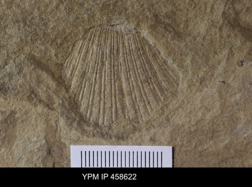 Aviculopecten?