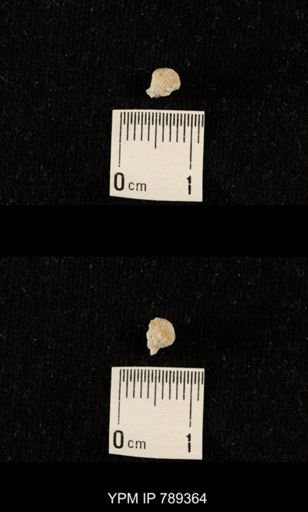 undet. Bryozoa