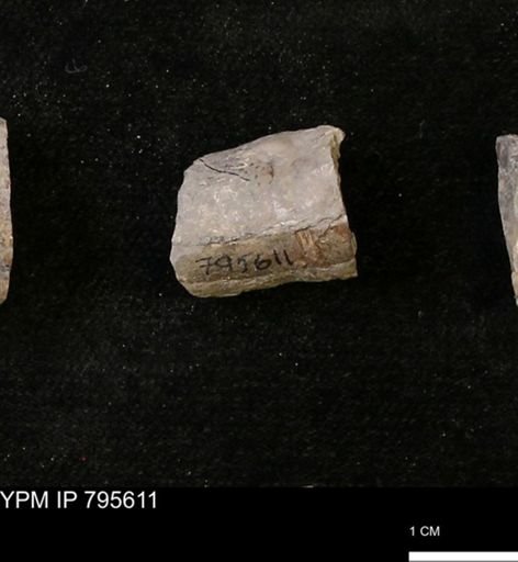 Baculites sp.
