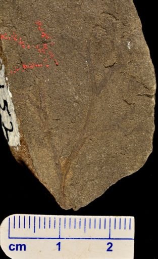 Hostinella hastinensis