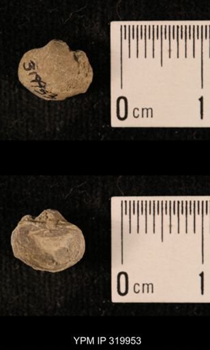 Ambocoelia planoconvexa