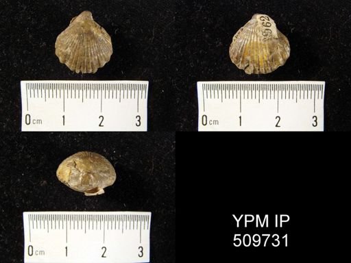 Rhynchonella furcillata