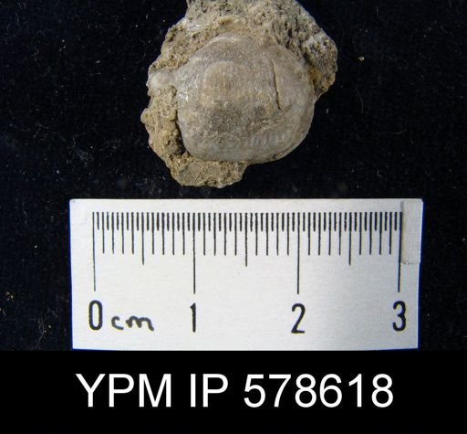 Inflatia adairensis
