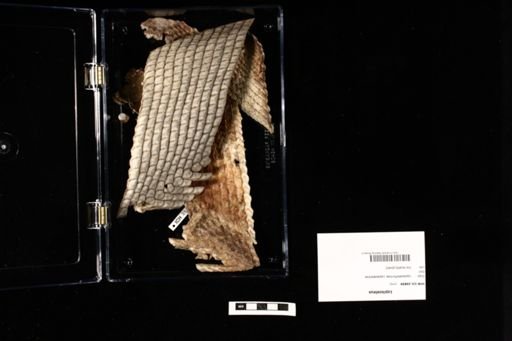 Lepisosteus