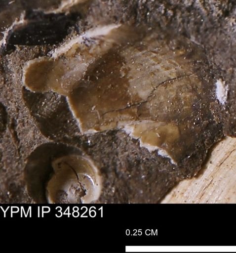 undet. Bivalvia